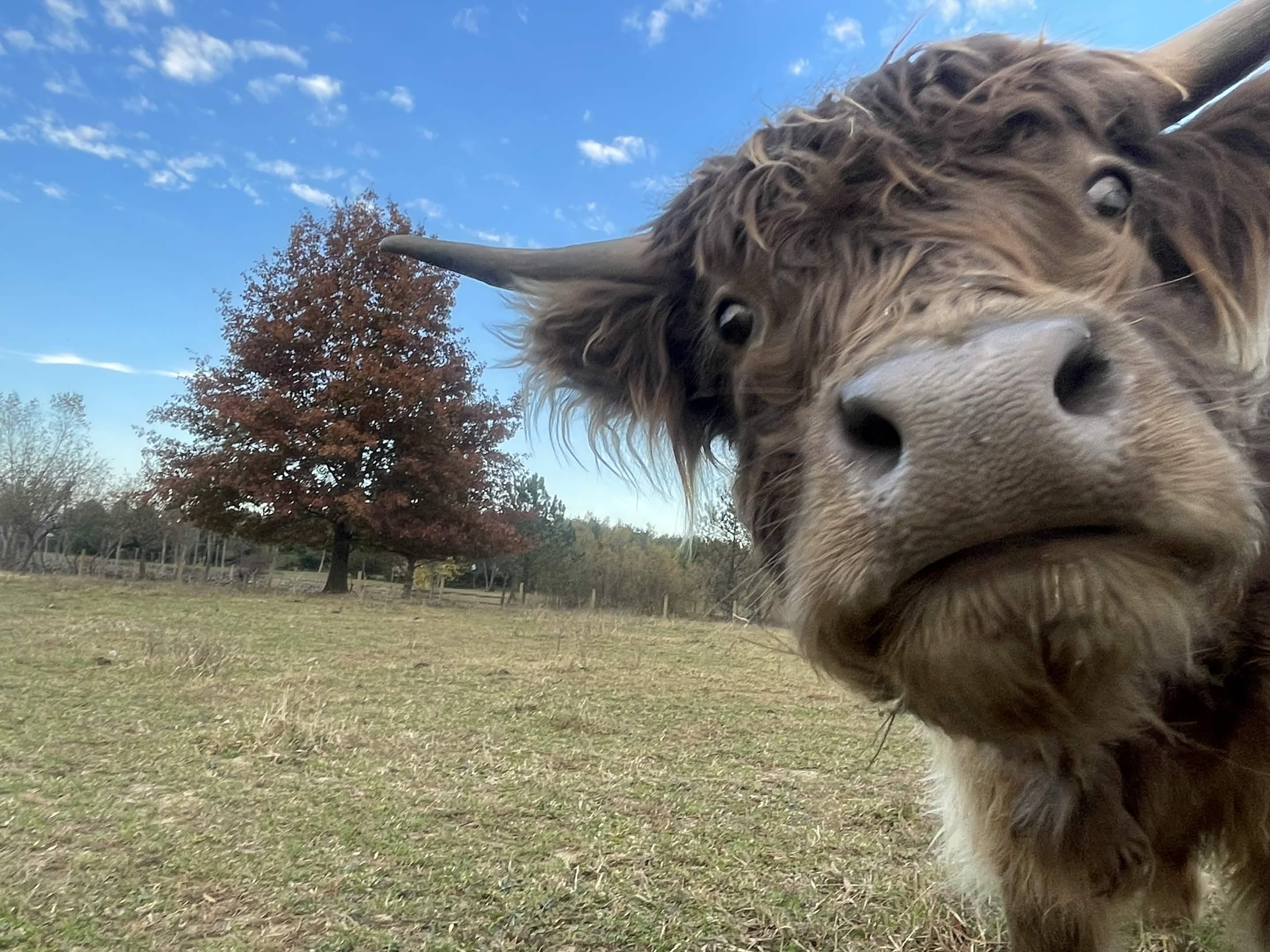 Highland Cow Closeup