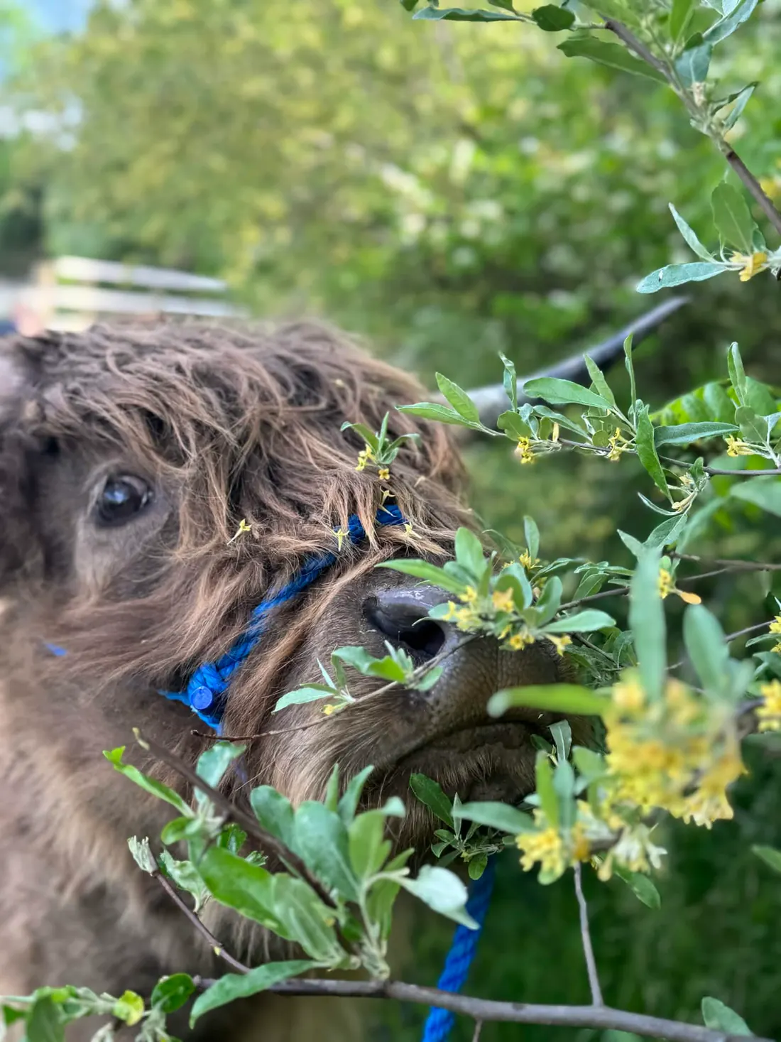 Highland Calf